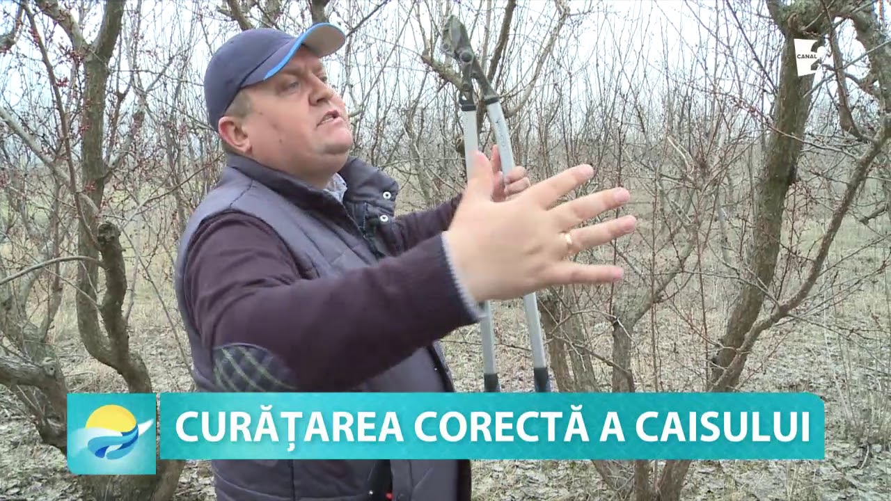 CURĂȚAREA CORECTĂ A CAISULUI