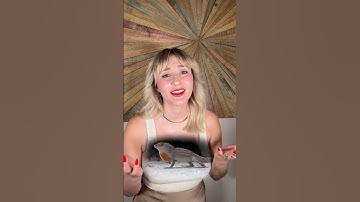 Why  Lizards 🦎 Do Push Ups