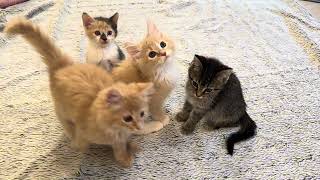 Trying to take a pic of 4 kittens together 🫠