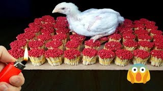 Download Lagu 🔴EXPERIMENT - BAKAR AYAM PAKE KOREK KAYU 🔞 MP3