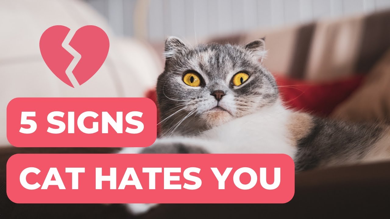 5 Signs Cat Doesn’t Like You. Warning Signs. Red Flags YouTube