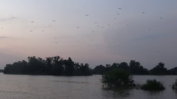 ReturnToRoost