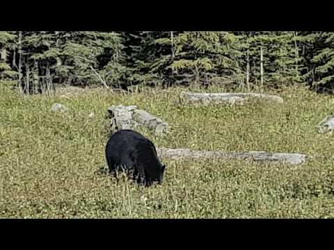 Ведмежатко 