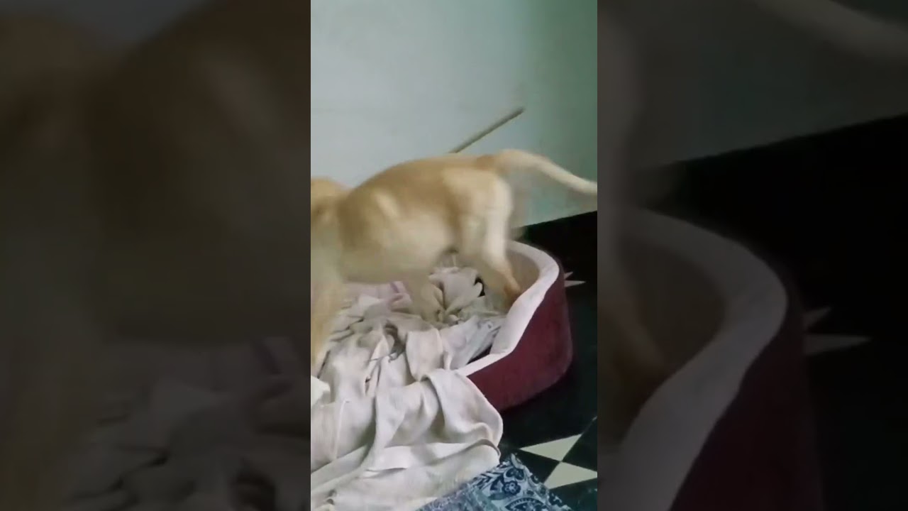 Mr.leo🐕 playing with stick😍# 