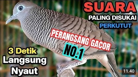 PERKUTUT LOKAL GACOR SUARA PALING AMPUH UNTUK PANCINGAN BUNYI PERANGSANG GACOR BURUNG PERKUTUT
