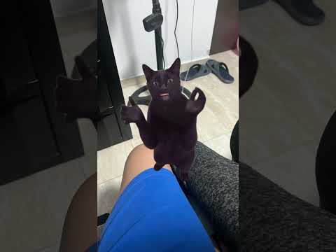 LARRY THE GOAT #funny #cat #larry #larrythecat