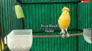 masteran burung kenari jambul gacor perih, pancingan handal kenari paud