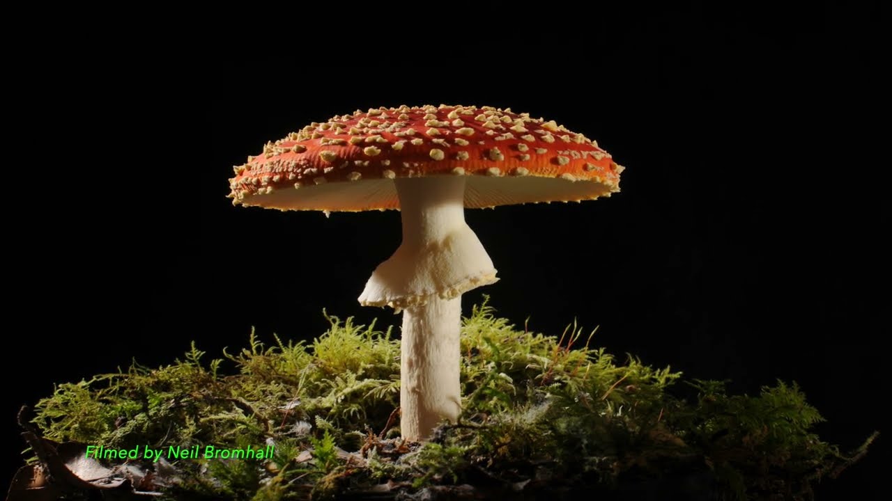 Fly Agaric time lapse. Music "Oak Country" Composed and Arranged by Pedro Ferreira & Rairton Lime