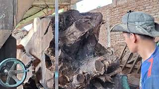 Extreme Giant Log Cutting | Old Sawmill Machine vs Massive Timber