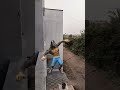 Part 430A Wolf in village#wolfsounds#relaxinwolf#wolfsong#wildlife#wolf#forest#nature#shorts