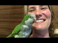 Bop bop doo dooo - Quaker parrot singing his own tune