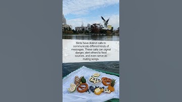 The Amazing Secret of Bird Language: Unveiling the Truth!