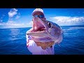 Red Sea "Spanish Mackerel" {Catch Clean Cook} Traditional Saudi Arabian Meal