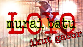 pancingan murai batu LOYO !!! bakal SONTAK NYAUT GACOR dan EMOSI dengar pancingan ini