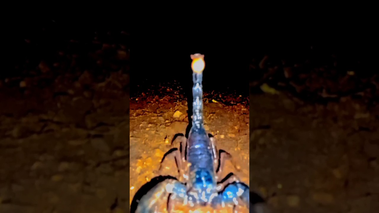 Nighttime Scorpion Showdown:🦂 A Close Encounter with the Camera 
