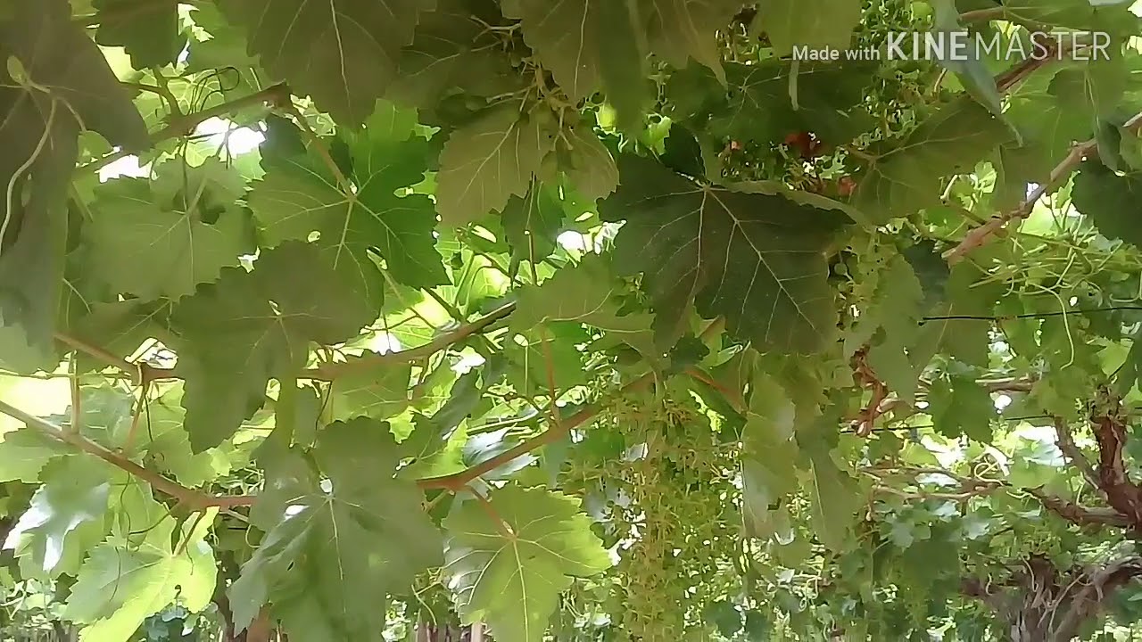 عملية التوريق فى العنب