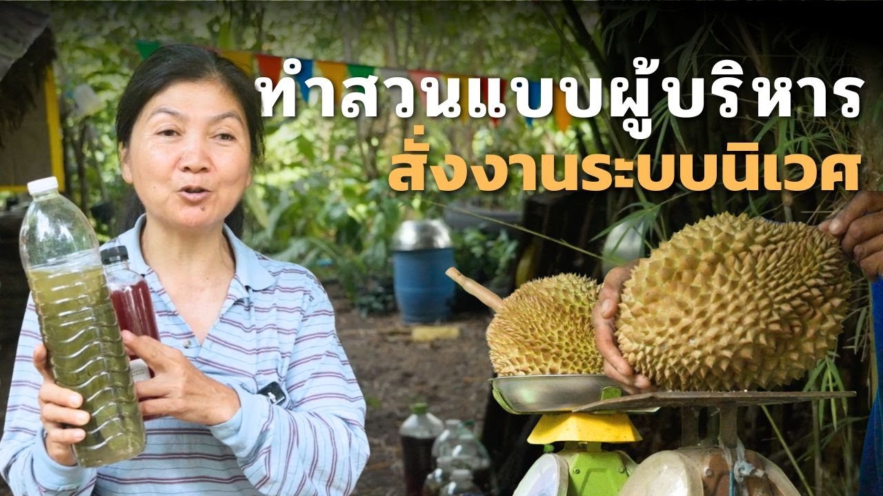 ใช้ทองหลาง ทำสวนทุเรียนแบบผู้บริหาร  สวนพี่สมใจ บ้านสวนชมดาว