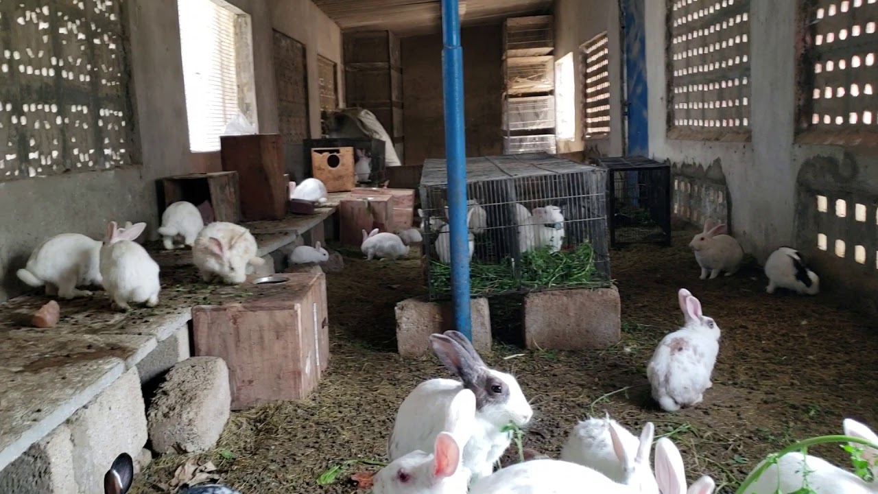 kamyab rabbit farming in colony system🐇