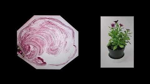 BristleBot - IoT Data Visualization