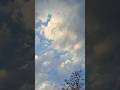 Sky full of dreams 🕊️✨ | Flying Birds | Nature Vibes #nature #sky #birds #explore #shorts #viral