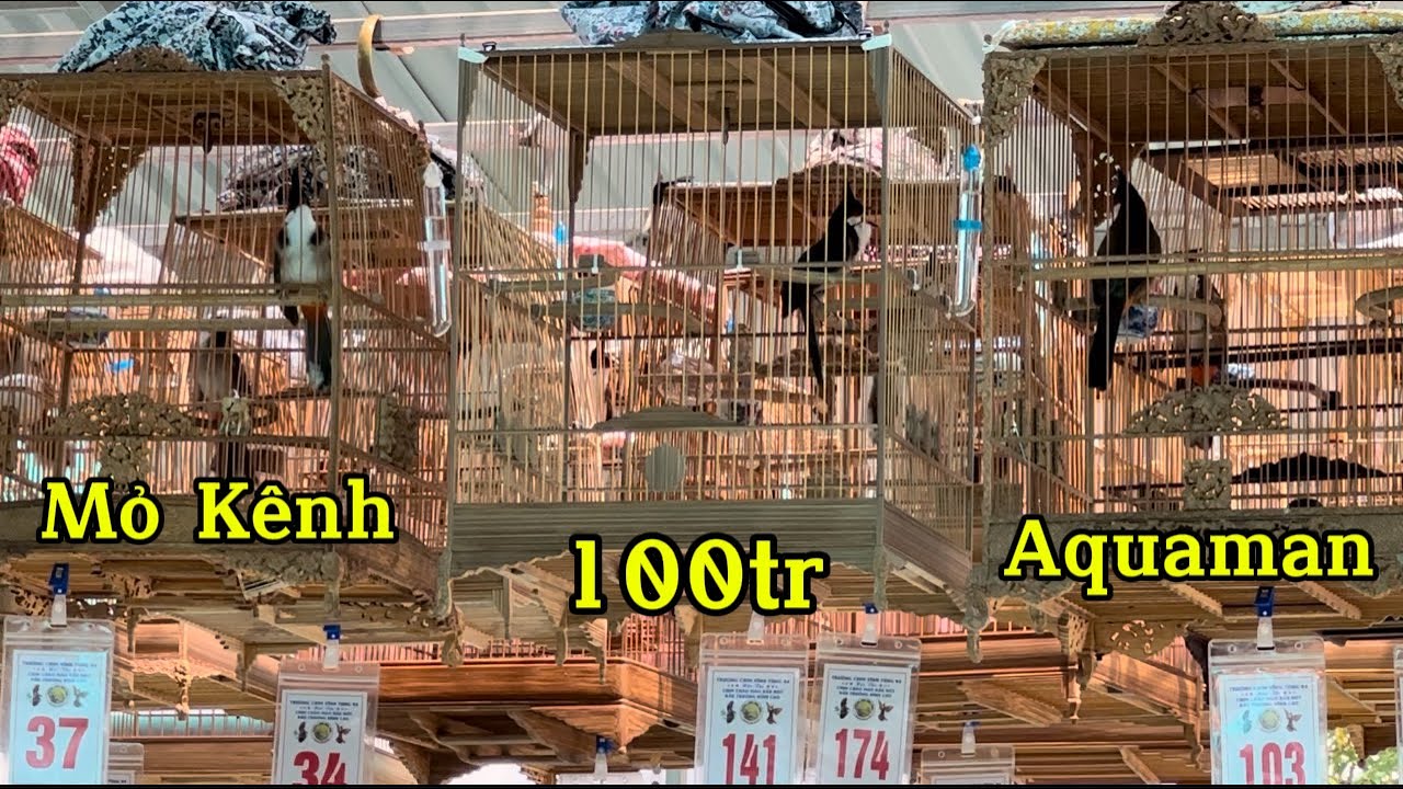 BÁ.N CHIM TRÊN GIÀN THI VÉ ĐẤU TRƯỜNG / Clip Thực Tế Va Nhiều Chiến Binh Hay Ở Miền Bắc