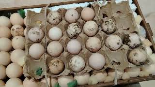 картинка: Хитрости инкубации / Готовлю виноградно - яблочный компот. 