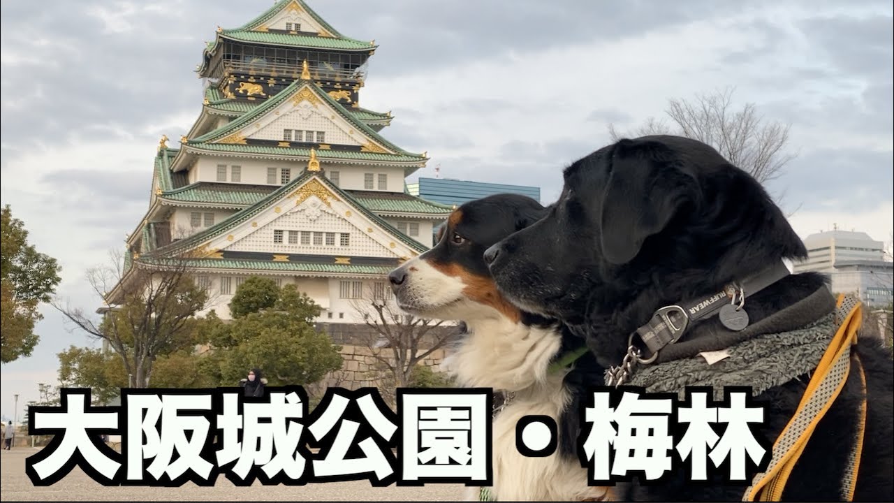 でっかい犬連れて都会のオアシス大阪城公園