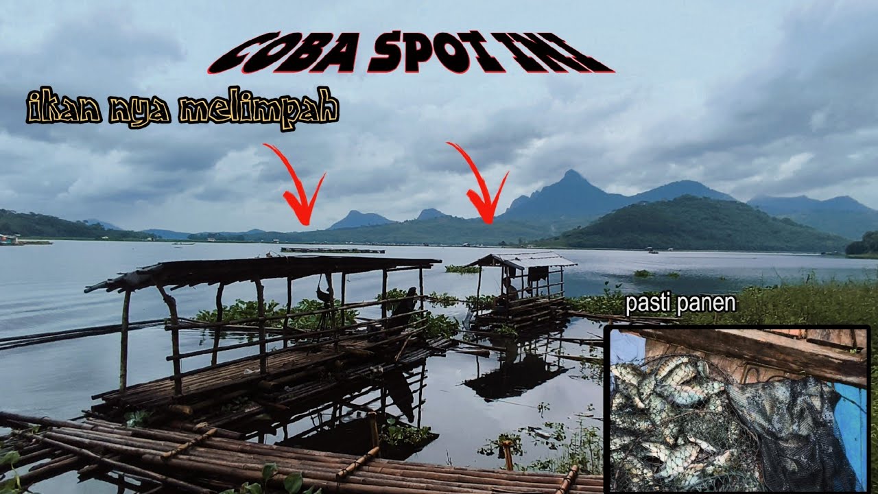Mau panen ikan??‼️ini spot mancing nya‼️Mancing jatiluhur terbaru