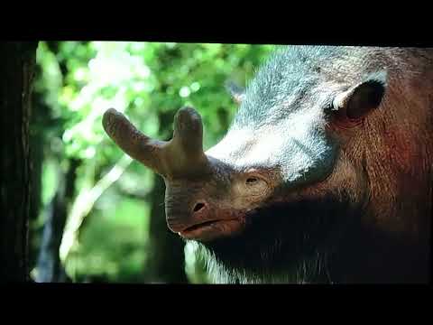 life on our planet megacerops