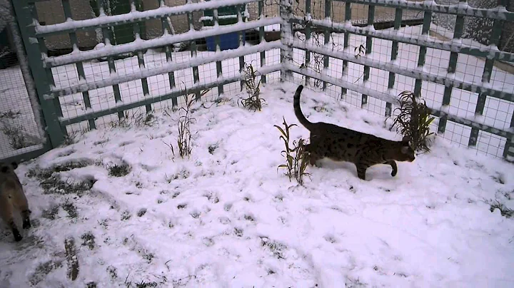 Video 600481: snow bengal cat, bengal cat playing, snow spotted bengal