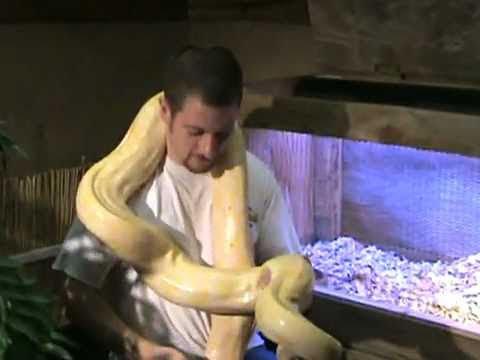 8 ft 45 lb Albino Burmese Python in Helen GA.mpg