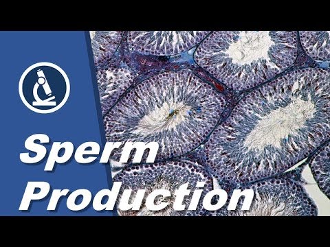 Kiyim kiygan it uslubidagi porno filmlarni tomosha qiling