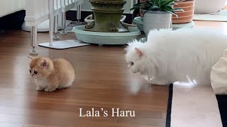 VLOGㅣ새끼고양이 육묘일기(2)ㅣ우당탕탕 본격합사ㅣMunchkin Kitten Raising Diary by 라라의 하루 Lala's Haru 345,645 views 1 year ago 12 minutes, 29 seconds