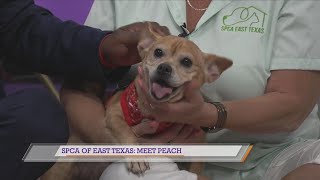SPCA of East Texas: Meet Peach