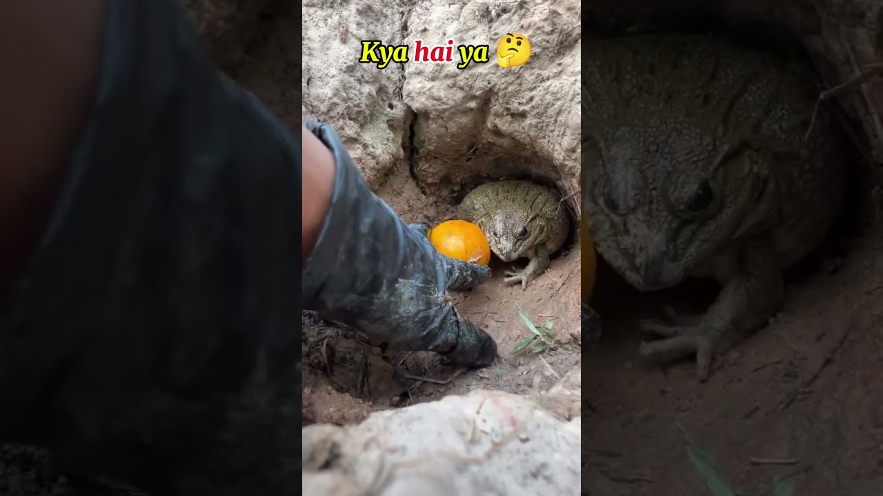 mandag funny video 🤔 