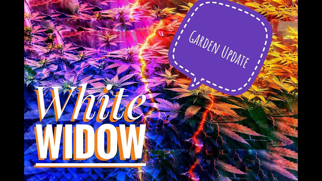 White Widow Veg Tent Update growing cannabis with Florescent Lights