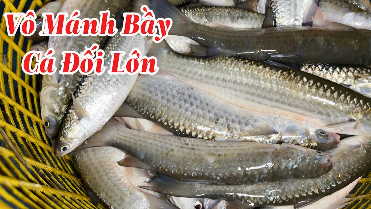 Chuyến Te Cá Đối Đêm Trúng Ngay Bầy Cá Lớn || TCNTV #626