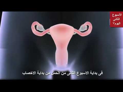 الشهر الاول من الحمل وتكون الجنين اسبوع باسبوع 