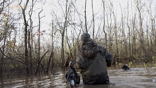 Dr. Duck's Favorite Wader