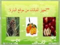 النباتات البذرية