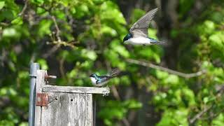 Tree Swallows Mating