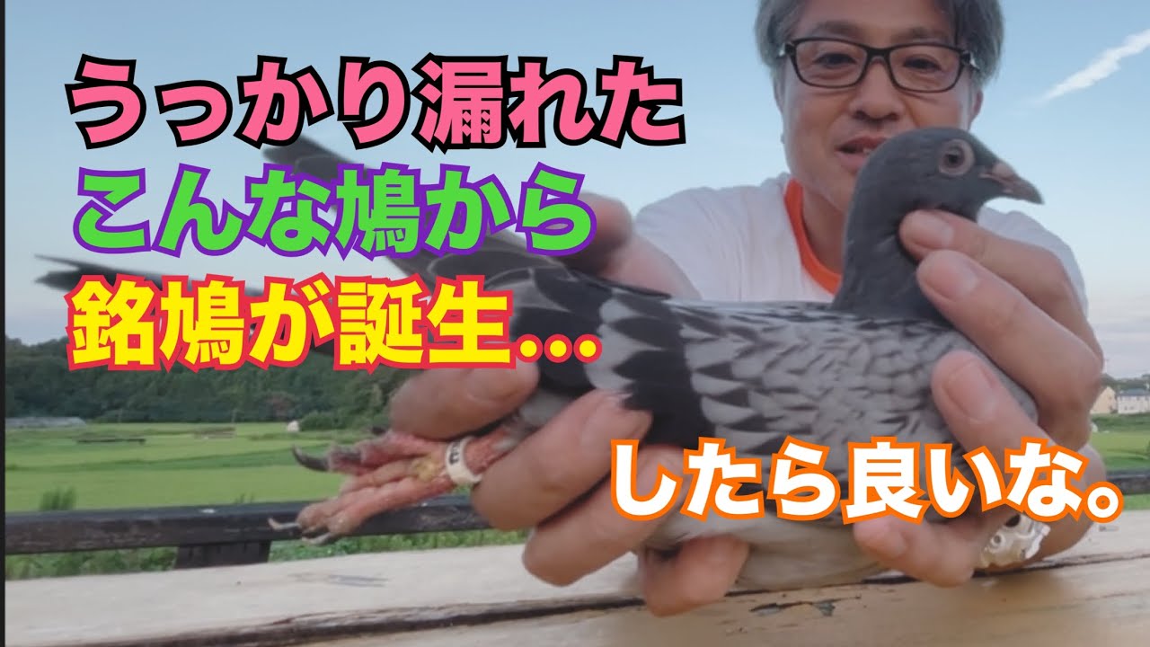鳩を飼育したい方、都合により現役最強種鳩をお譲りします。 Kamikaze Pigeon Loft #1] Daily Life at a Pigeon Racing Loft ①