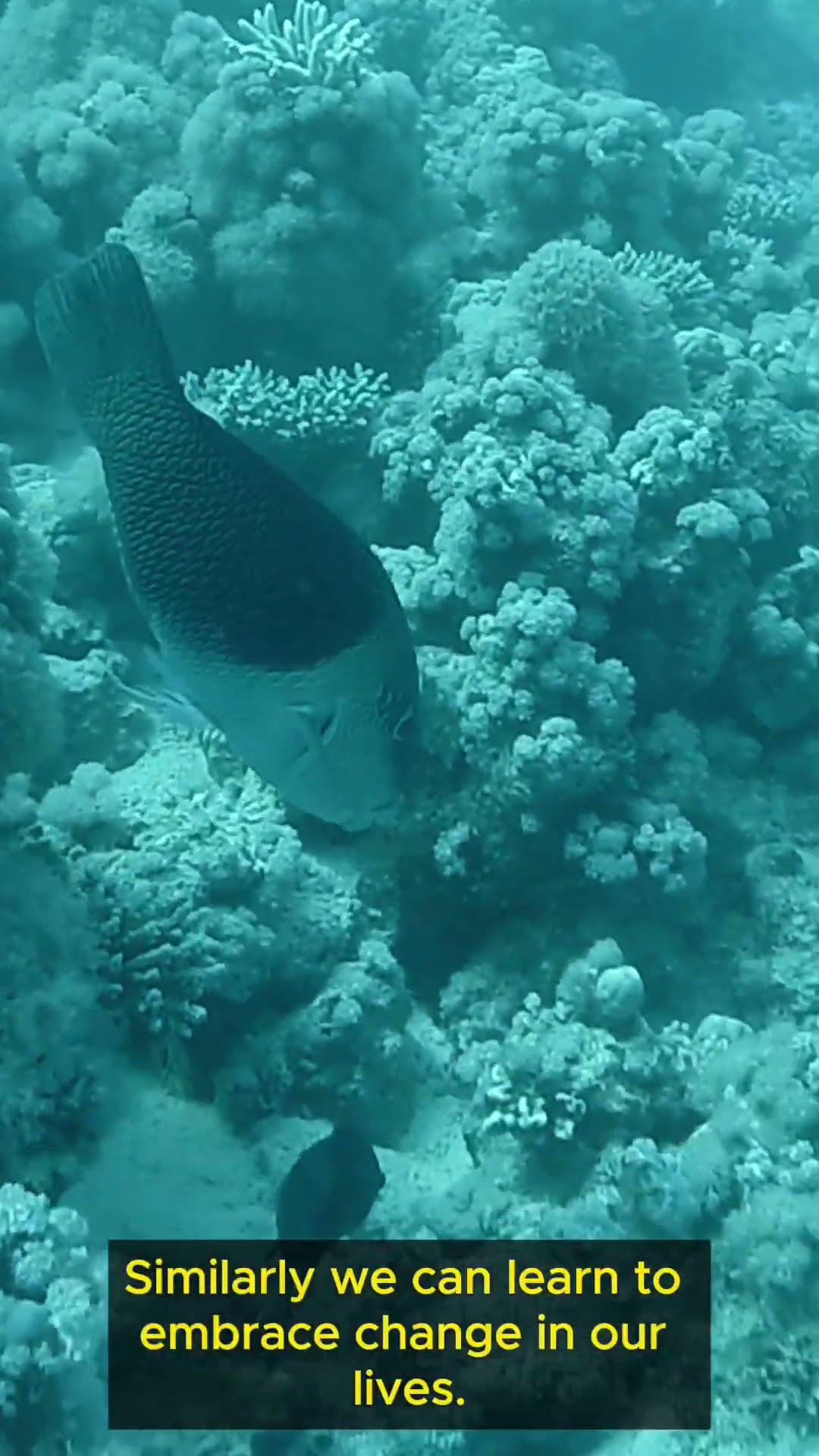 Life Lessons from Fish   Part 5 #shorts #change #lifelessons #buildingconfidence #wisdom #waterlife