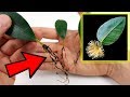 ⚠️⚠️ NO LO VAS A CREER: Hacer Esquejes de Hojas de Ficus | Leaf cuttings | Cultivo Paso a Paso