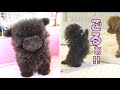 【初対面】強烈な子犬との出会いから現在までの軌跡