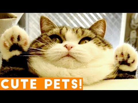 best-cute-pets-of-the-week-compilation-ft.-dogs-&-cats-|-try-not-to-laugh-funny-pet-videos-fpv-2018