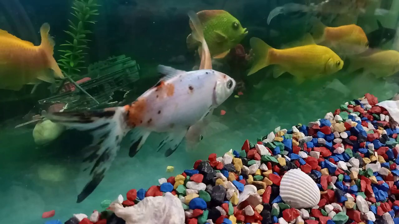 Relaxing music aquarium YouTube