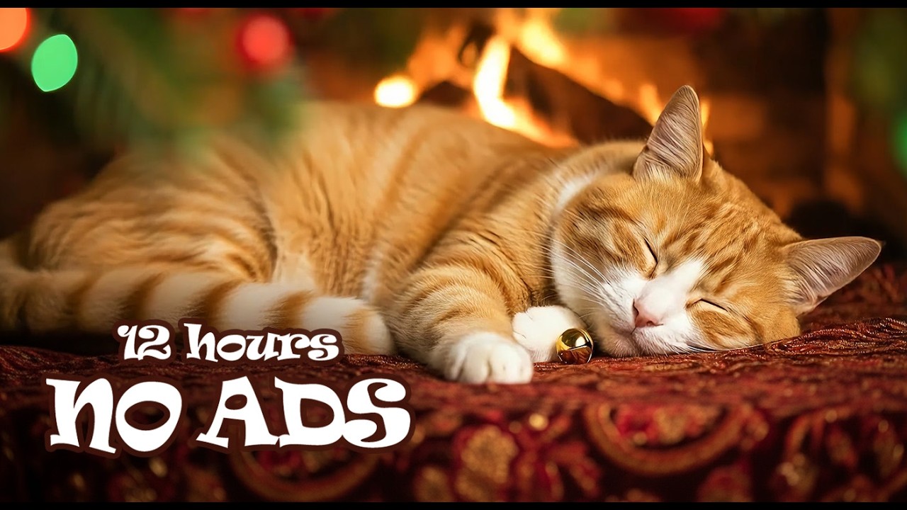 12 Hours Night Music for Cats ome Alone NO ADS 🌙 Help Your Cat Have a Deep Sleep All Night Long
