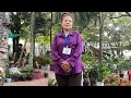 Fair || tawp ni || pangpar zuar || association ||