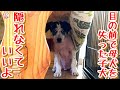 【子犬 保護犬 子猫】 目の前で母犬を失った子犬 隠れなくていいよ